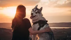 Der treueste Freund des Menschen: Kann ein Hund seinen Besitzer vergessen?