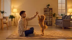 Warum spielt der Hund nicht mehr? 4 häufige Gründe und was der Halter tun sollte