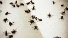 In Ihrem Haus werden sich keine Mücken mehr ansiedeln: Ein kostengünstiges Mittel mit Wein hilft dabei